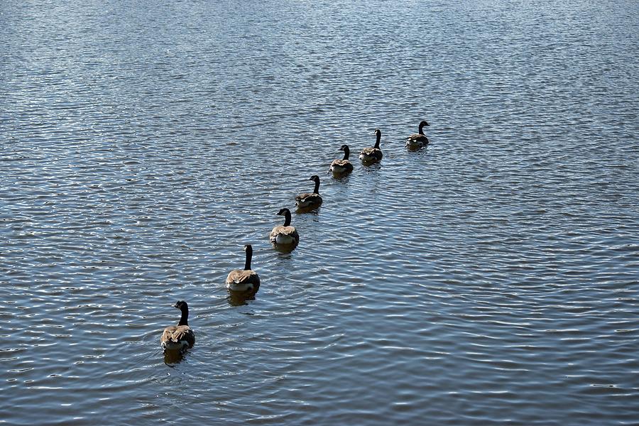 Geese Photograph - Follow the Leader #1 by Linda Benoit