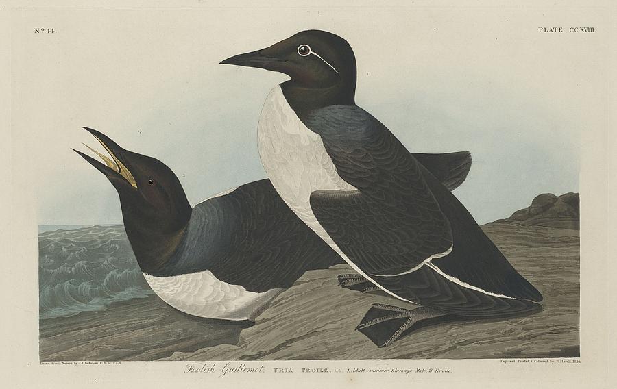 John James Audubon Drawing - Foolish Guillemot #1 by Dreyer Wildlife Print Collections 