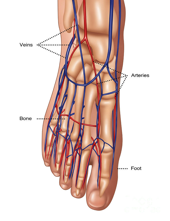 Foot Anatomy, Illustration #1 Photograph by Gwen Shockey
