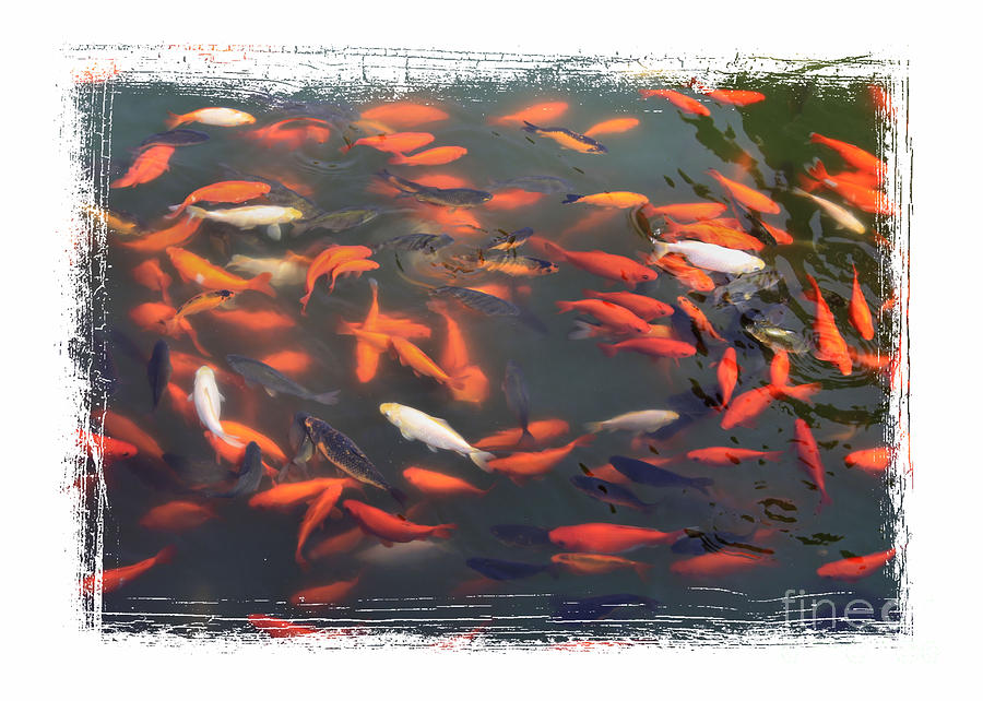Koi Pond with Framing Photograph by Carol Groenen