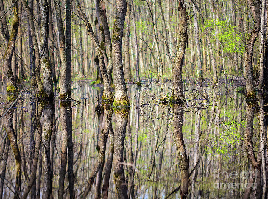 Forest in the swamp #1 Photograph by Ragnar Lothbrok