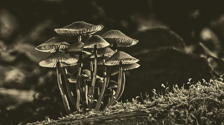 Forest Mushrooms #1 Photograph by Mountain Dreams