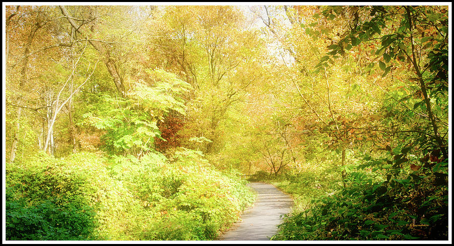 Forest Path, Autumn #1 Photograph by A Macarthur Gurmankin