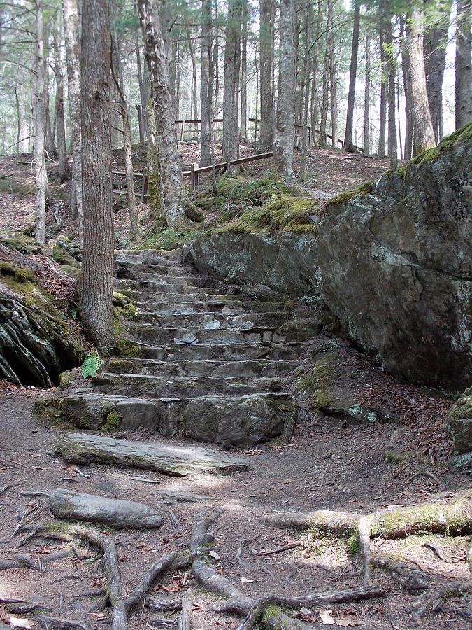 Forest Stairs #1 Photograph by Catherine Gagne