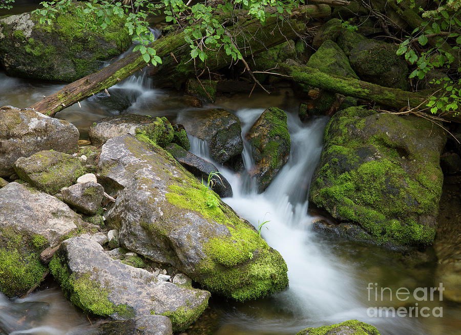 Forest Stream #1 Photograph by Idaho Scenic Images Linda Lantzy