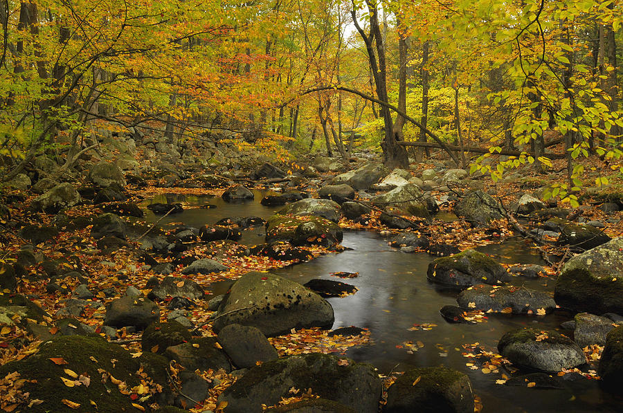 Forest Stream In Autumn #4 Photograph by Stephen Vecchiotti