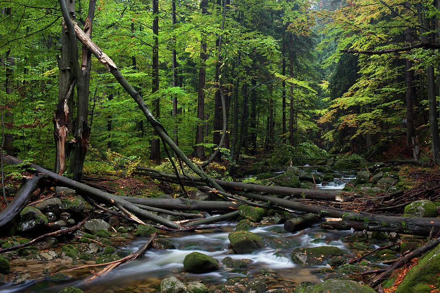 Forest Stream With Fallen Trees #1 Photograph by Artur Bogacki