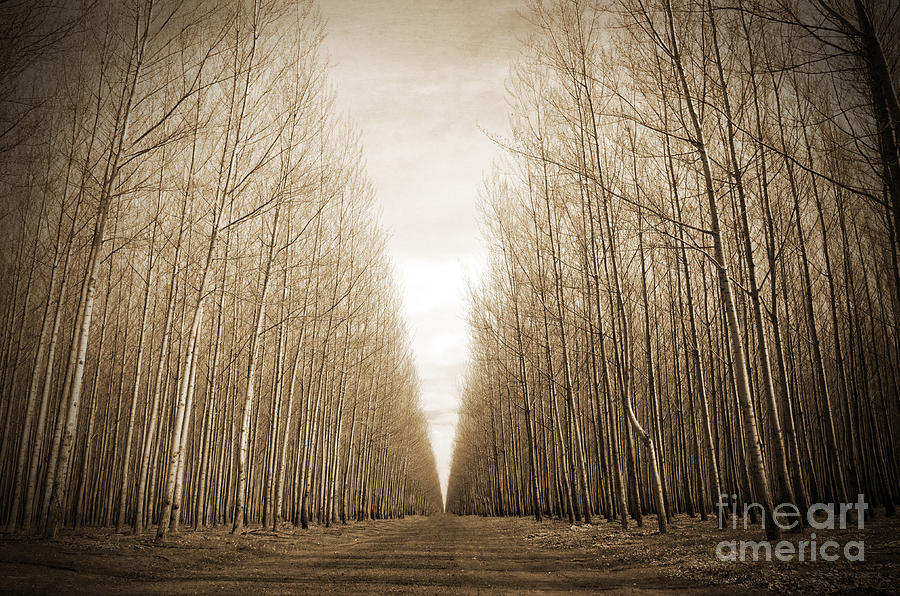 Tree Photograph - Passage To Heaven by Tina W