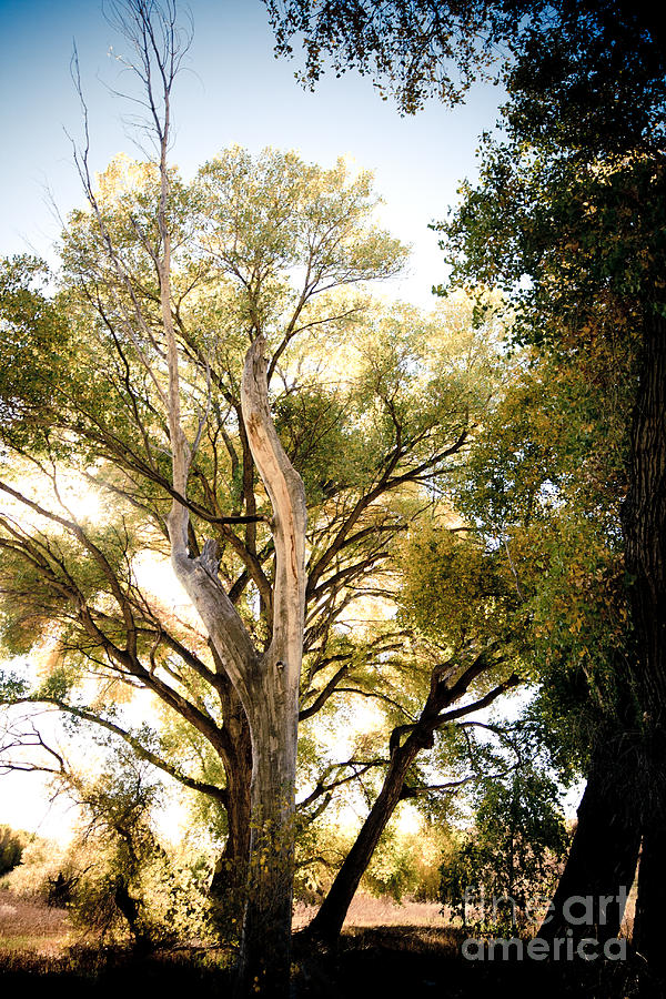 Forest Trees Photograph By Brenton Woodruff Fine Art America