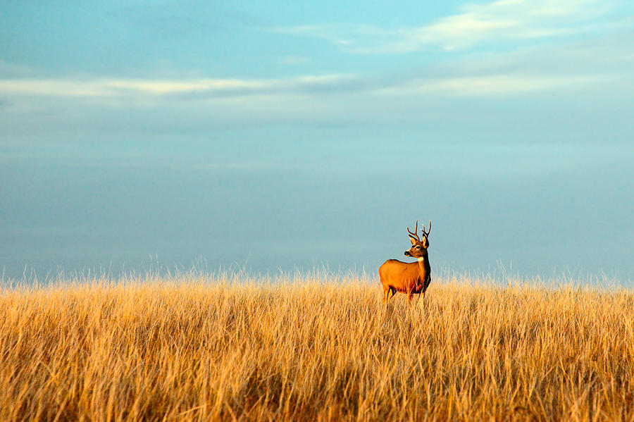 Fort Peck Buck Photograph by Todd Klassy