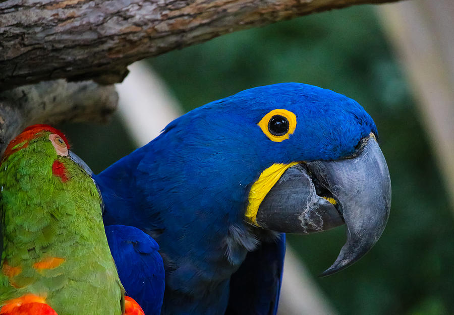 Fort Worth Zoo Parrot Photograph by Robert Bellomy