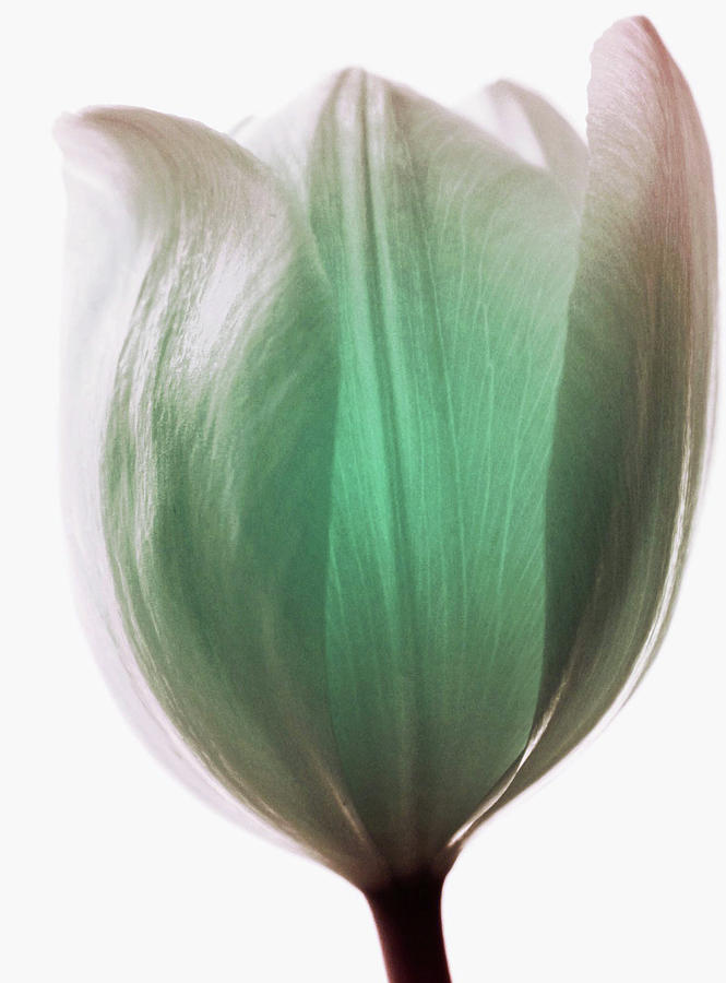 Tulip Photograph - Fortunate #1 by The Art Of Marilyn Ridoutt-Greene