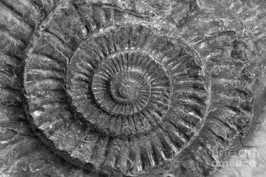 Fossil Ammonite - Dactylioceras #1 Photograph by Bruce Block