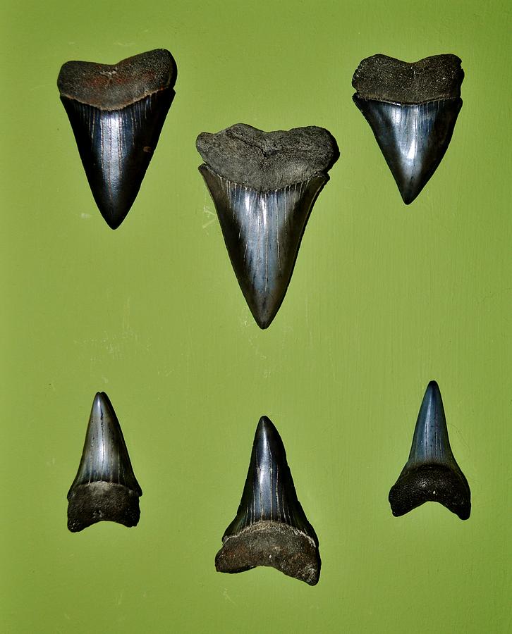 mako shark tooth