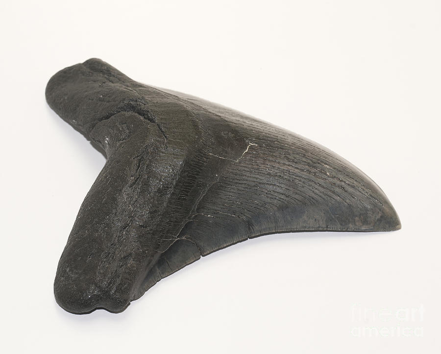 Fossilized Shark Tooth #1 Photograph by Scott Camazine
