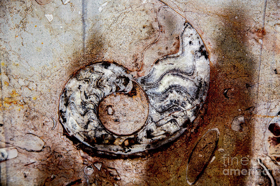 The Prehistoric Fossilized Shells Photograph by Rene Triay FineArt Photos
