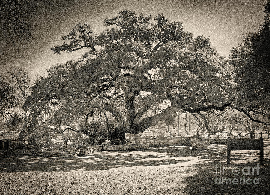 Founders Oak #1 Photograph by Gary Richards