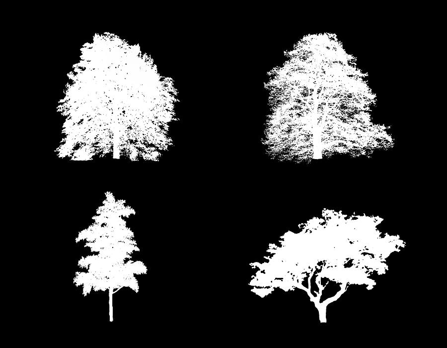Four Bushy White Trees Digital Art by Roy Pedersen