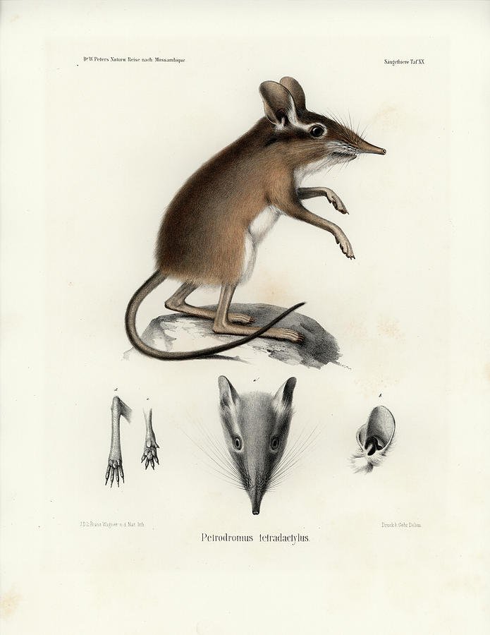 Four-toed Elephant Shrew #1 Drawing by J D L Franz Wagner
