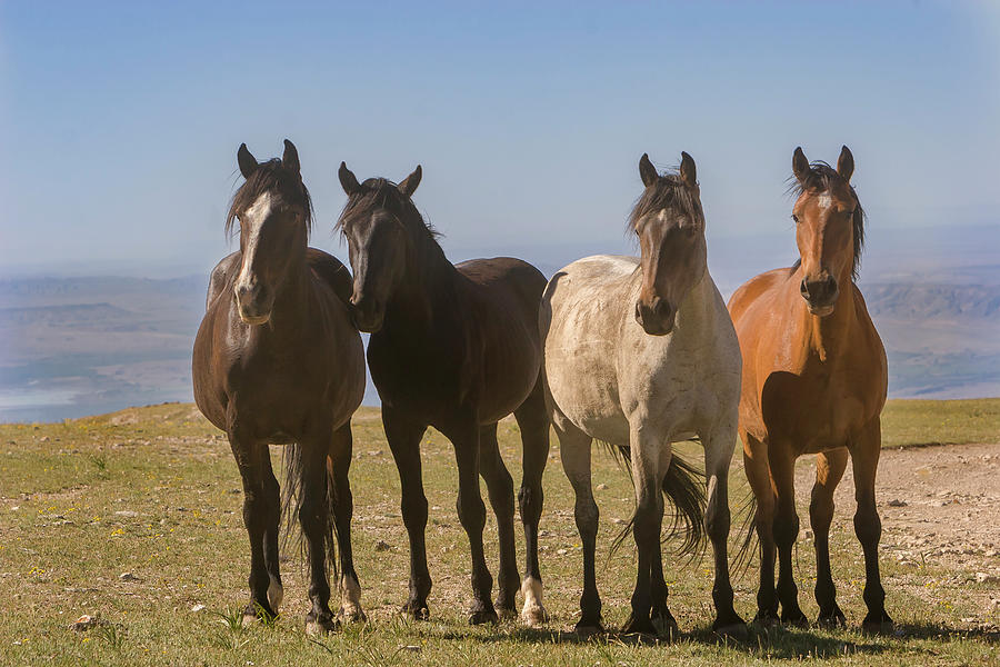 The Four Amigos Wild Stallions Photograph by Mark Miller