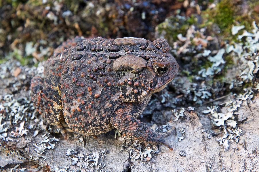 Wildlife Photograph - Fowlers Toad  #1 by Michael Peychich