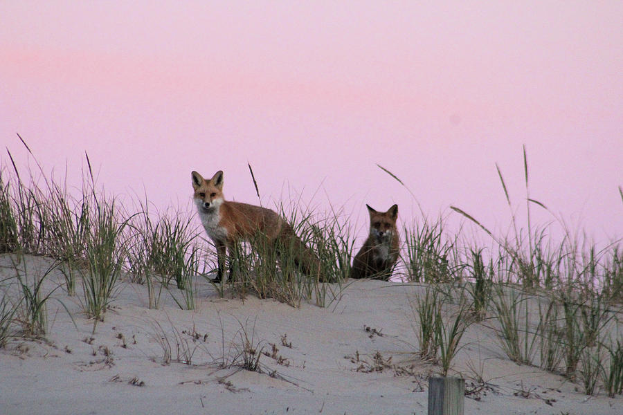 Fox and Vixen #1 Photograph by Robert Banach