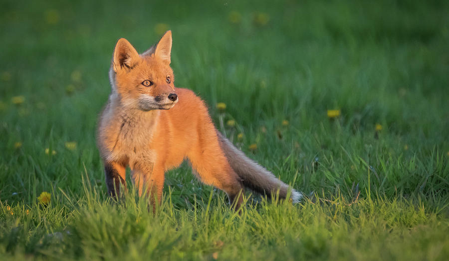 Fox at sunset #1 Photograph by Sandy Roe