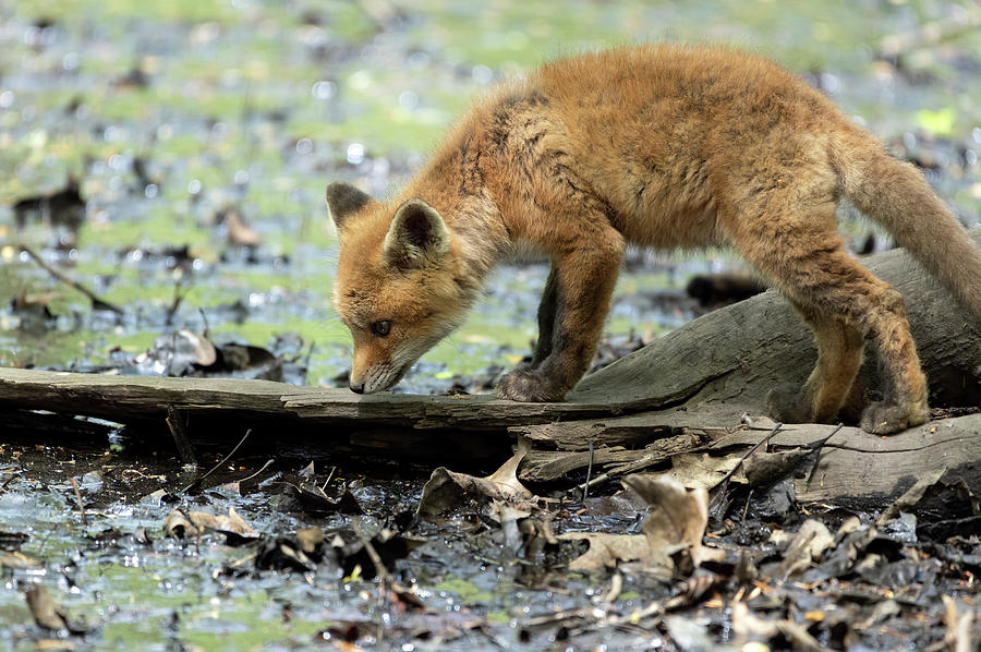 Fox Cub Exploring #2 Photograph by Sam Rino