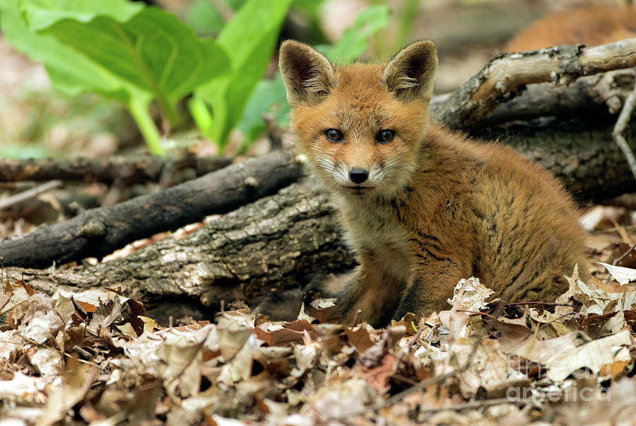 Fox Cub #2 Photograph by Sam Rino