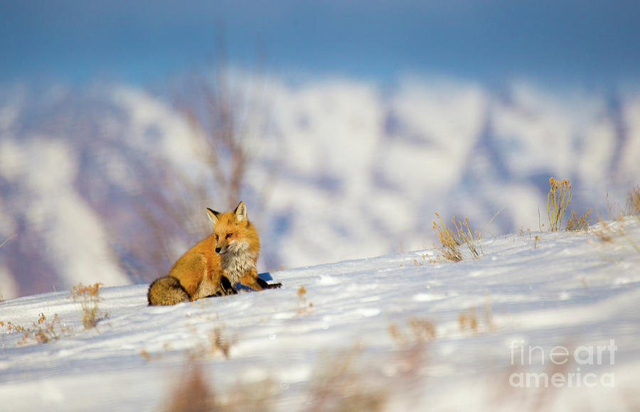 Fox - Grand Teton National Park #1 Photograph by Bret Barton