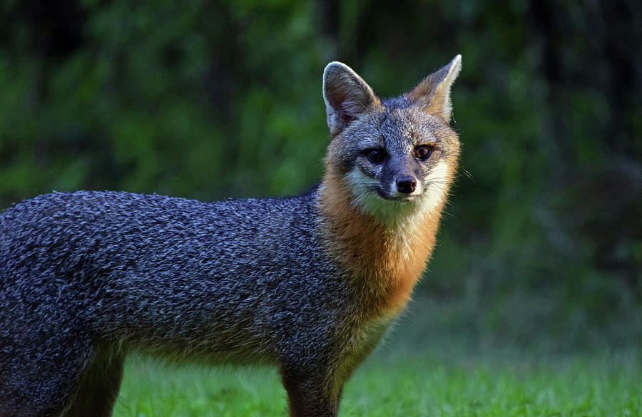 Fox #1 Photograph by Larah McElroy