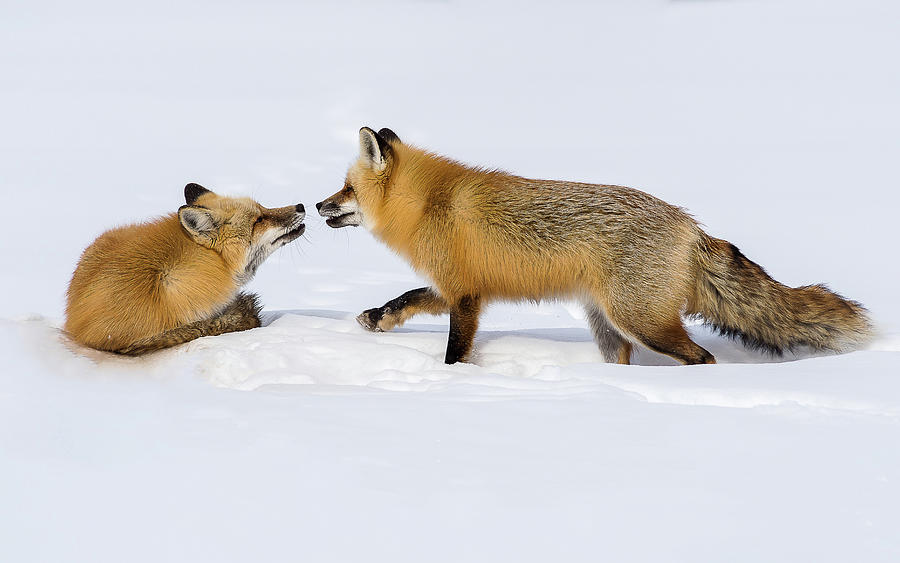 Fox Love #2 Photograph by Brenda Jacobs