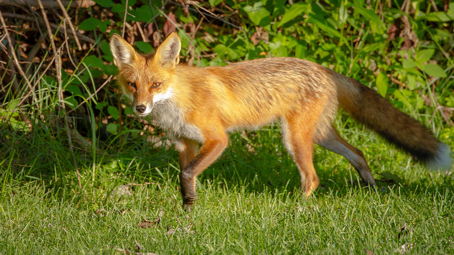 Fox Portrait  #1 Photograph by Brian Caldwell