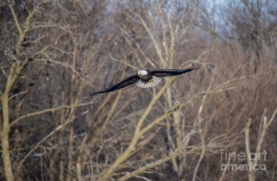 Fox River Eagles #1 Photograph by David Bearden