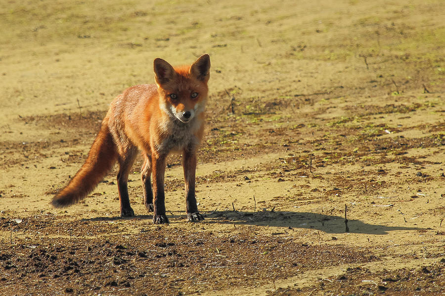 Fox #1 Photograph by Wendy Cooper