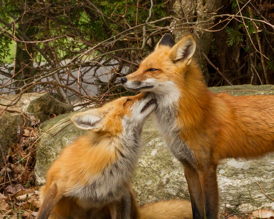 Nature Photograph - Foxes in Love #1 by Brian Caldwell