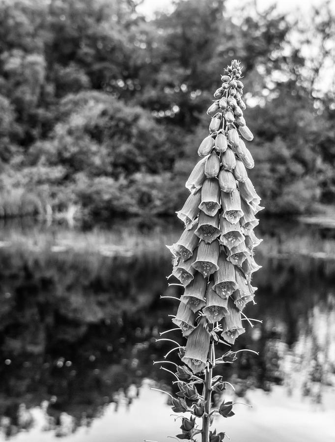 Foxglove in Flower #1 Photograph by Nick Bywater
