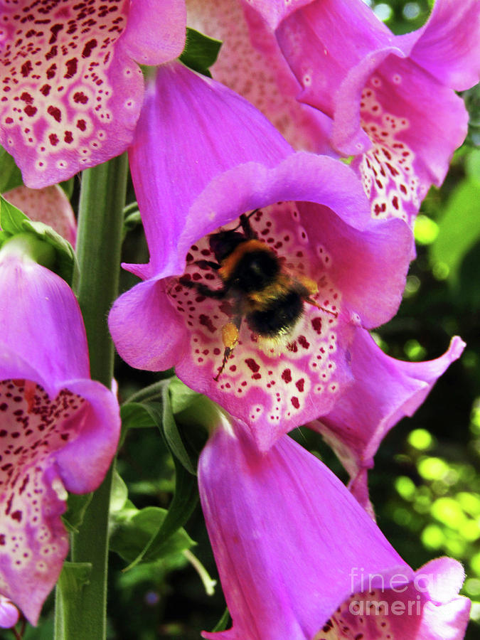 Foxgloves And Bee 4 Photograph by Kim Tran