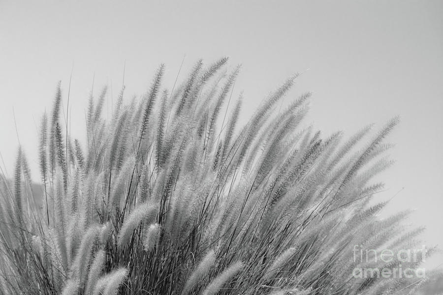 Foxtails on a Hill in Black and White Photograph by Leah McPhail