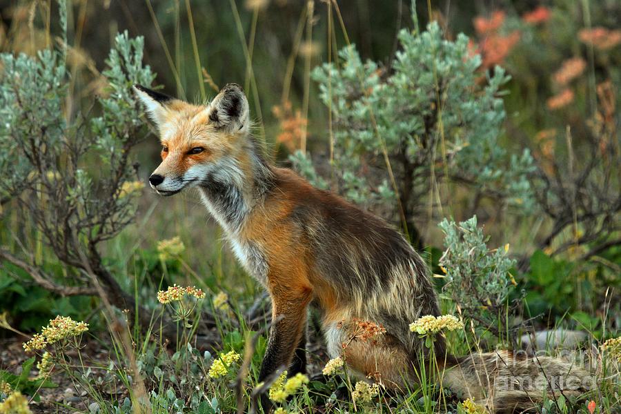 Foxy Intensity #1 Photograph by Adam Jewell