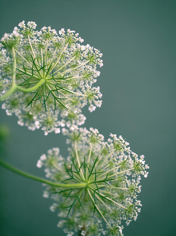 Fragile Dill Umbels On Summer Meadow Photograph