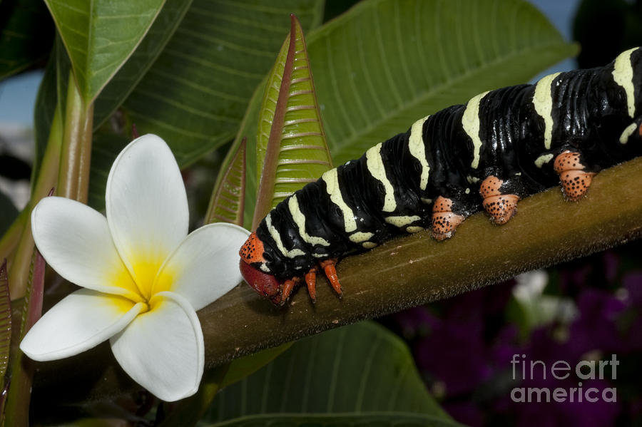 Frangipani tree and caterpillar #1 Photograph by Anthony Totah
