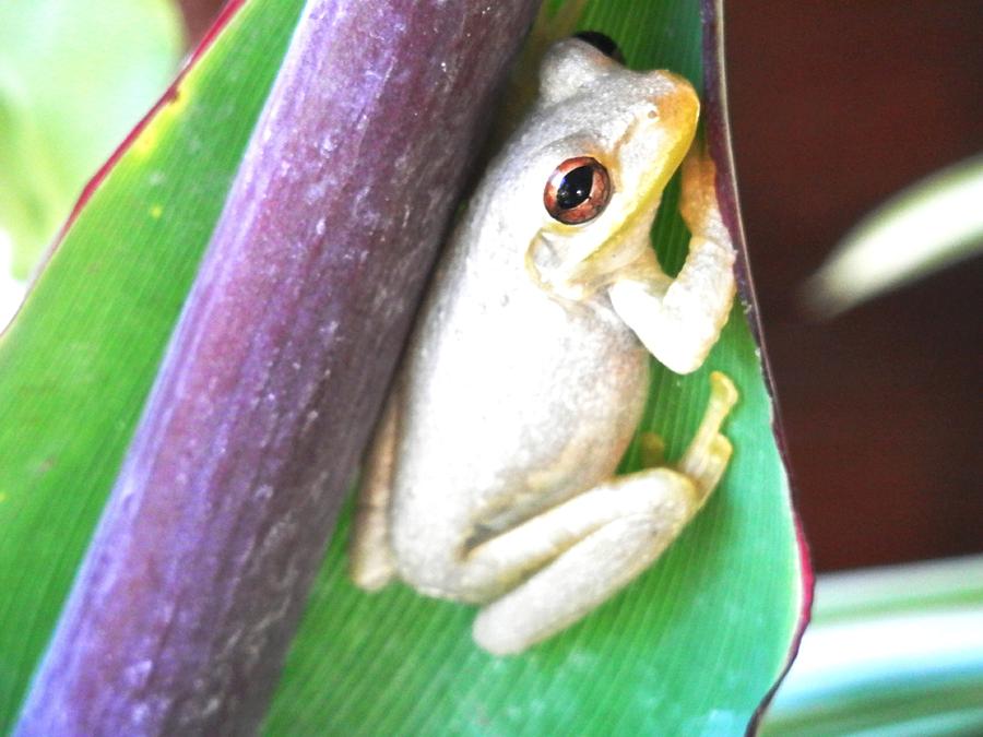 Freddie the Frog #1 Photograph by Belinda Lee