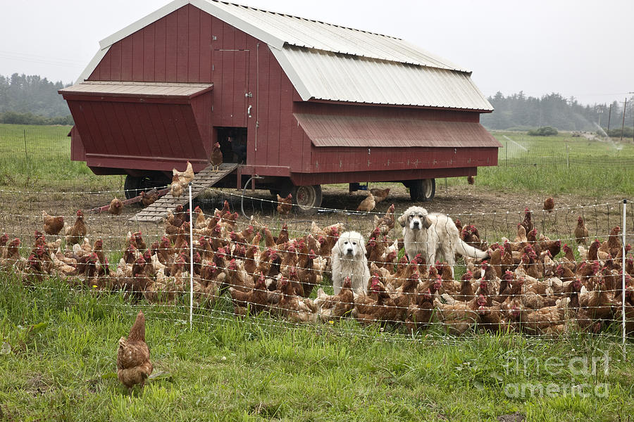 Dog Photograph - Free Range Chickens #1 by Inga Spence