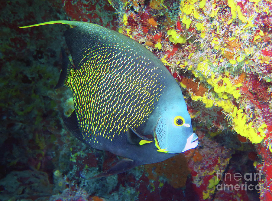 French Angelfish 4 #1 Photograph by Daryl Duda