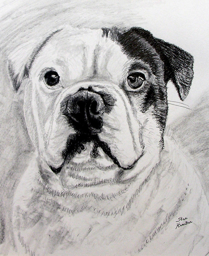 French Bull Dog #1 Drawing by Stan Hamilton