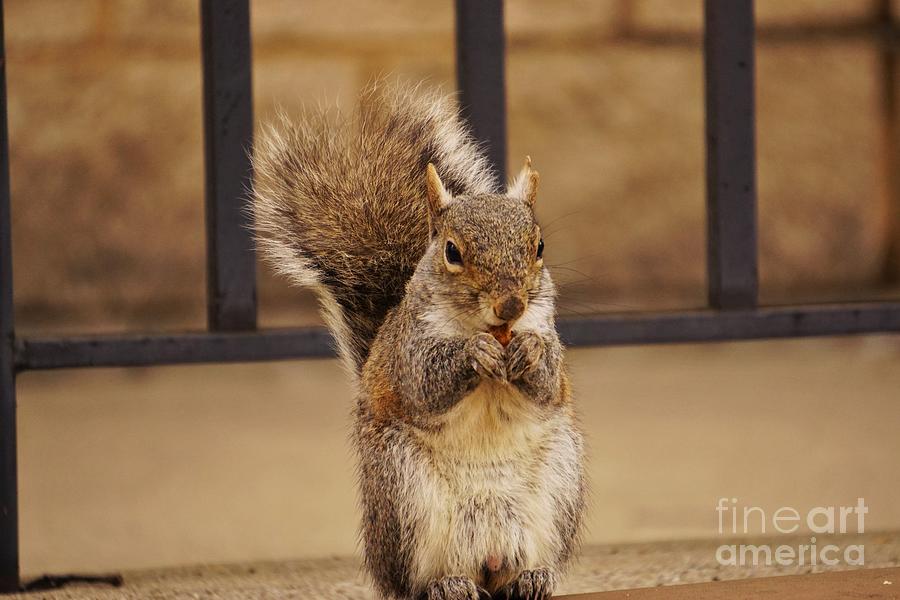 French Fry Eating Squirrel #2 Photograph by Merle Grenz