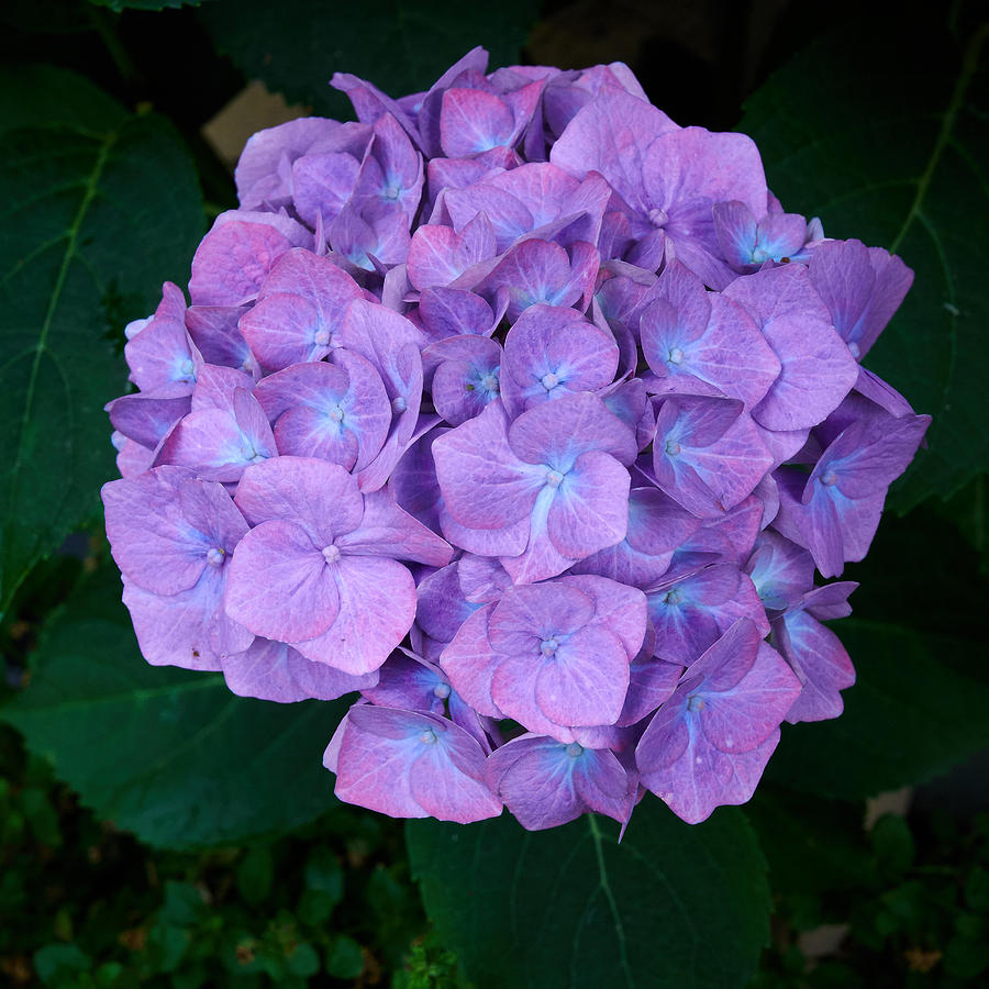 French hydrangea Photograph by Jouko Lehto - Fine Art America