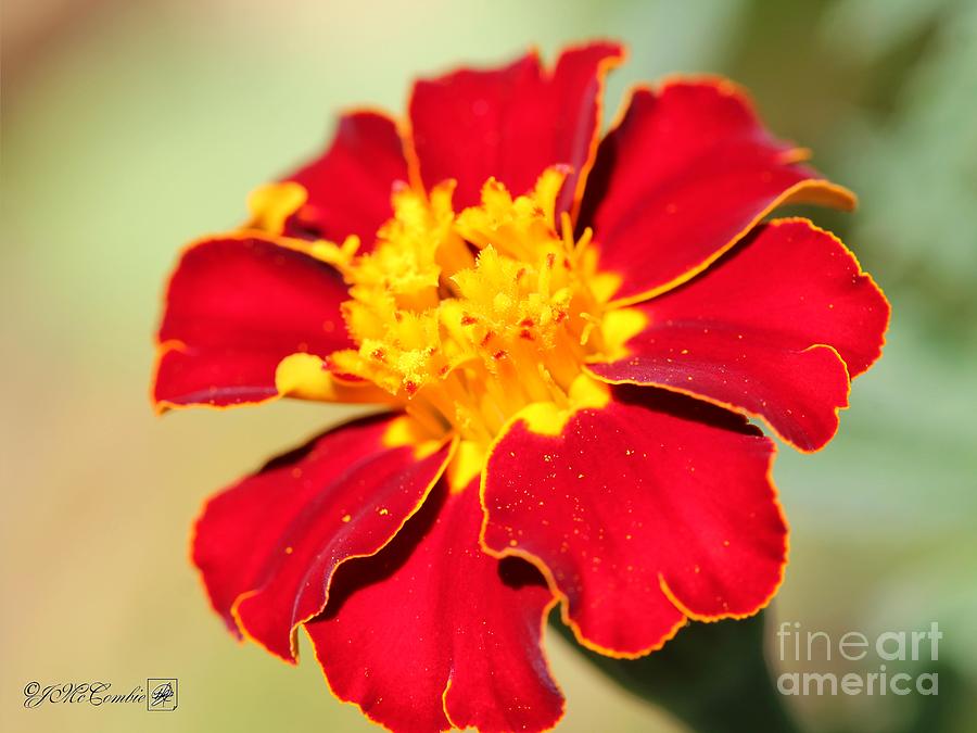 French Marigold named Durango Red #5 Photograph by J McCombie