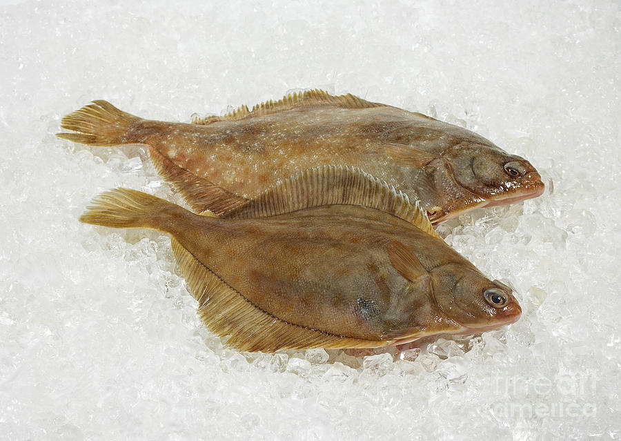 Fresh Brill On Ice #1 Photograph by Gerard Lacz